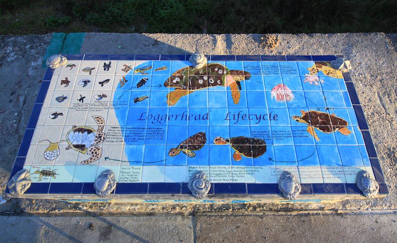 Life Cycle of the Loggerhead Sea Turtle